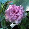 Hougyoku rose photo