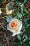Busybody rose photo