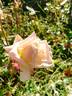 Mademoiselle Francisca Krüger rose photo