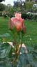 Duquesa de Peñaranda rose photo