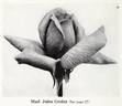 Madame Jules Grolez rose photo