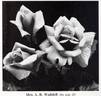Mrs. A. R. Waddell rose photo