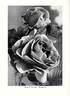 Margaret McGredy rose photo
