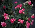 Czeslaw Milosz ® rose photo