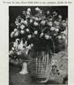 Dame Edith Helen rose photo