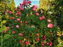 Summer Wine rose photo