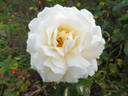 Auckland Metro rose photo