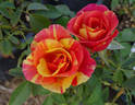 Ann Harder rose photo