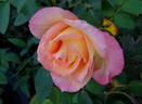 Anne Morrow Lindbergh rose photo