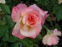 Anne Morrow Lindbergh rose photo