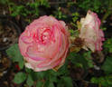 Attracta rose photo