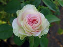 Biedermeier ® rose photo