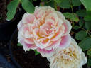Calico rose photo