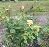 Lady Huntingfield rose photo