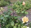 Lady Huntingfield rose photo
