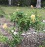 Lady Huntingfield rose photo