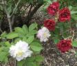 Fimbriata rose photo