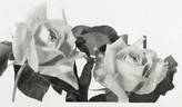 Bagatelle rose photo