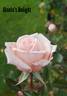 Gisela's Delight rose photo