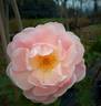 Rosildea rose photo