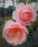 Rosildea rose photo