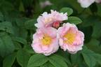 Ran rose photo