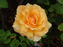 Chief Seattle rose photo