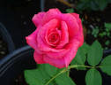 Cinnamon Dolce rose photo