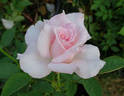 Classic Touch rose photo
