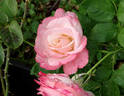 Clouds of Glory rose photo