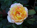 Delightful Phyllis rose photo