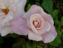 Dona Martin rose photo