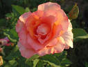 Doris Tysterman rose photo