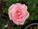 Dr. Jane Goodall rose photo