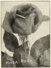 Rhea Reid rose photo