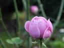 Georges Pernet rose photo