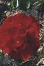 Bob's Rose rose photo
