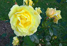 Constance rose photo