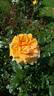 Golden Emblem rose photo
