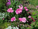 Ruhm von Steinfurth rose photo