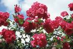 Danse du Printemps rose photo