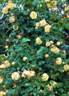 Apollo XI rose photo