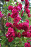 Diabolo rose photo