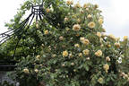 Solfaterre rose photo