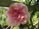Marie Robert rose photo