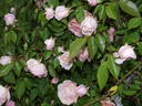 Marie Robert rose photo