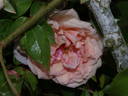 Marie Robert rose photo