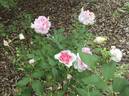 Martin Frobisher rose photo