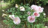 Martin Frobisher rose photo