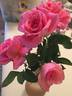 Hector Deane rose photo